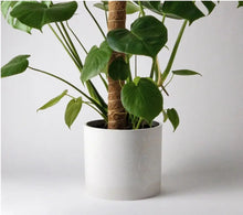 Load image into Gallery viewer, 9" Stone Look Planter Acorn Home + Apparel