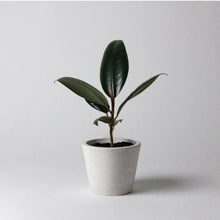 Load image into Gallery viewer, 3" Stone Look Planter Acorn Home + Apparel