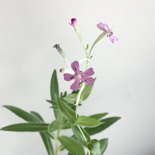 Load image into Gallery viewer, Plantable Greeting Card - Happy Valentines Day
